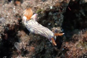 ソヨカゼイロウミウシ Hypselodoris zephyra