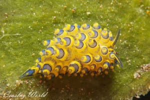 ミナミアオモウミウシ Costasiella sp. 5