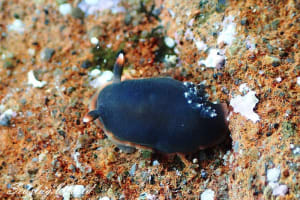 Dendrodoris arborescens