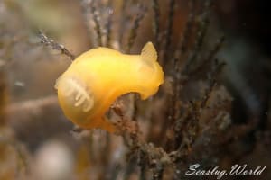 キヌハダウミウシ属の一種 14 Gymnodoris sp.14