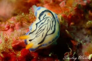 リュウモンイロウミウシ Hypselodoris maritima