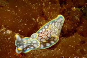 チャシボリガイ Micromelo undatus