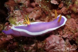 カグヤヒメウミウシ Hypselodoris variobranchia