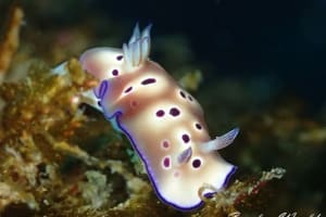 マダライロウミウシ Hypselodoris tryoni