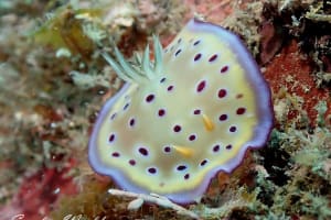 オトヒメウミウシ Goniobranchus kuniei