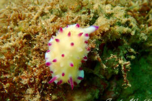 レンゲウミウシ Mexichromis multituberculata