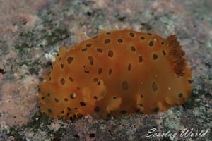 ヒメマダラウミウシ Dendrodoris guttata