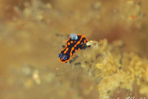 Nembrotha sp. 3