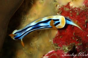 シボリイロウミウシ Chromodoris strigata