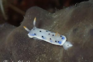 Hypselodoris placida