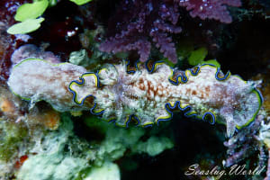 モンジャウミウシ Glossodoris cf. cincta