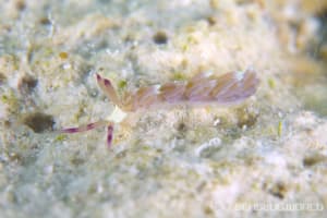 ムカデミノウミウシ Pteraeolidia semperi