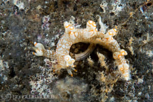 ユビウミウシ Bornella stellifer