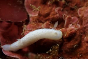 Chromodoris aspersa