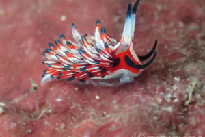 ツマグロミノウミウシ Eubranchus mimeticus