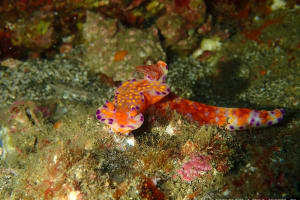 Ceratosoma trilobatum