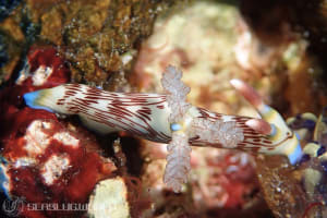 Nembrotha lineolata