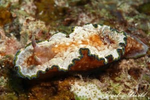 Glossodoris cf. cincta