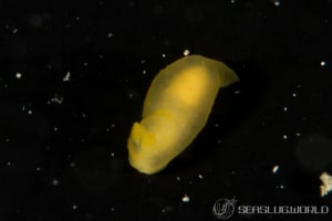 ヒメキヌハダウミウシ Gymnodoris subornata