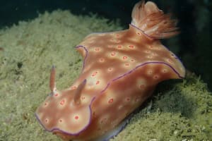 ニシキウミウシ Ceratosoma trilobatum