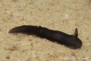 スミゾメキヌハダウミウシ Gymnodoris nigricolor