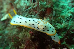 シロウミウシ Goniobranchus orientalis