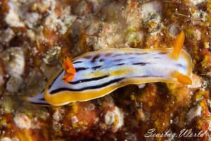 コールマンウミウシ Chromodoris colemani