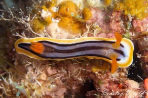 コモンウミウシ属の一種 4 Chromodoris sp. 4