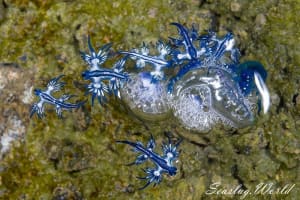 Glaucus atlanticus