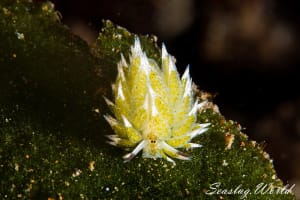 Costasiella paweli