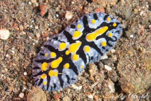 フィリディア・マリンディカ Phyllidia marindica