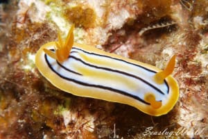 コールマンウミウシ Chromodoris colemani