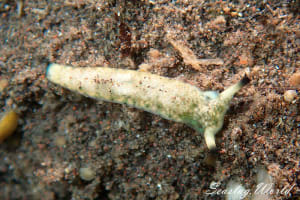 Plakobranchus ocellatus