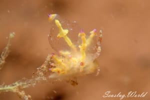 ホリミノウミウシ属の一種 2 Eubranchus sp. 2