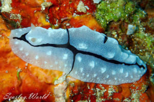 トサカイボウミウシ Phyllidiopsis shireenae