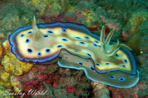 オトヒメウミウシ Goniobranchus kuniei