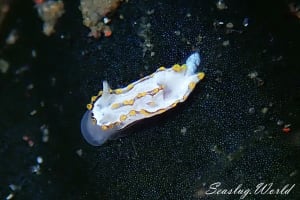 ネコジタウミウシ科の一種 5 Goniodorididae sp. 5