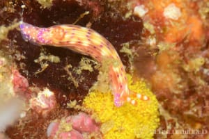 Hypselodoris decorata