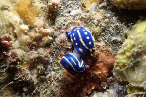 アオウミウシ Hypselodoris festiva