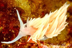 サクラミノウミウシ Sakuraeolis sakuracea