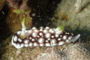 キカモヨウウミウシ Goniobranchus geometricus