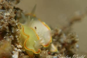 ミツイラメリウミウシ Diaphorodoris mitsuii