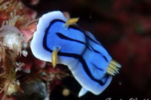 ミスジアオイロウミウシ Chromodoris lochi