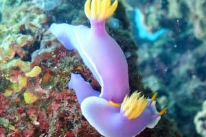 Hypselodoris apolegma