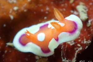 キベリアカイロウミウシ Mexichromis pusilla