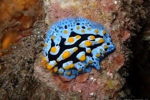 ボンジイボウミウシ Phyllidia exquisita