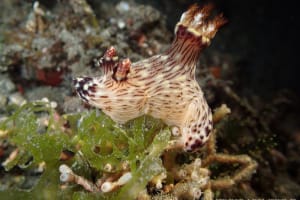 ブッシュドノエルウミウシ Jorunna rubescens