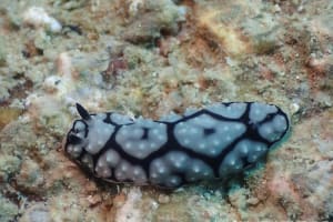 ワモンイボウミウシ Phyllidiella annulata