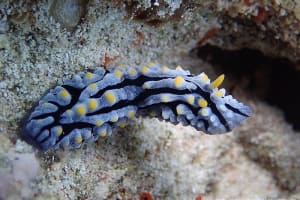 タテヒダイボウミウシ Phyllidia varicosa