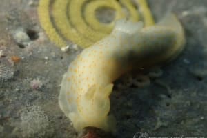 キヌハダウミウシ属の仲間 Gymnodoris spp.